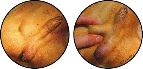 Ectopie testiculaire chez le chien