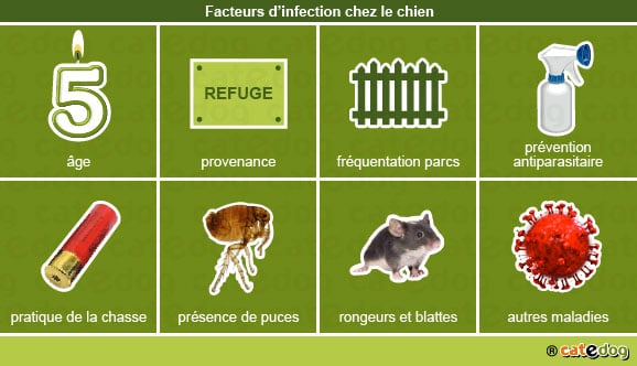 facteurs_infection_chien