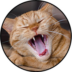 Fente palatine du chat
