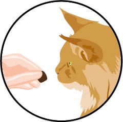 Friandise pâte ou boulette appétente pour le médicament du chat