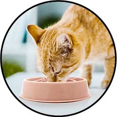 Gamelle anti-glouton pour chat