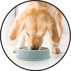 Gamelle anti glouton chien