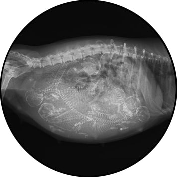 Gestation de la chienne gestante