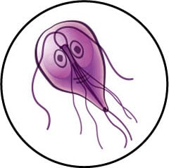 Giardiose chez le chat et le chien et trophozoïte