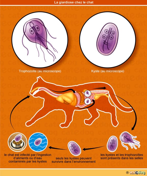 Giardiole, giardiase et giardia chez le chat