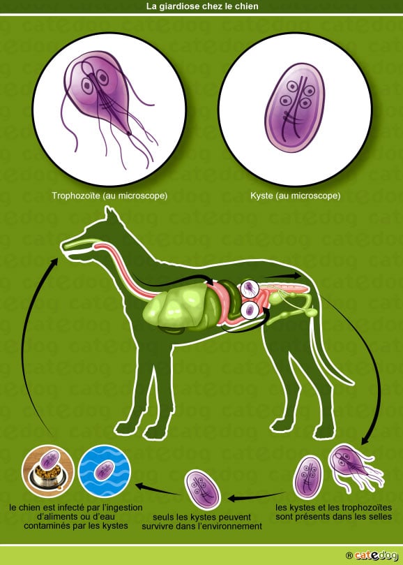 Giardiole, giardiase et giardia chez le chien