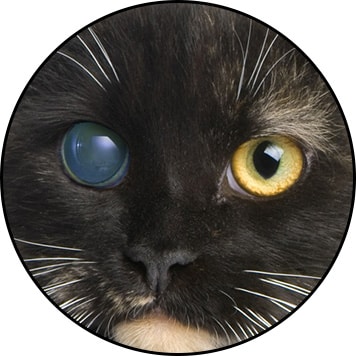 Glaucome chez le chat