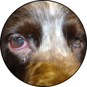Glaucome chez le chien