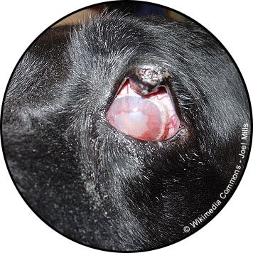 Glaucome chez le chien