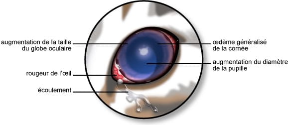 Symptômes du glaucome de l'œil du chat