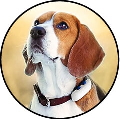 GPS Tractive pour chien aveugle