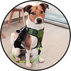 Harnais anti traction pour le chiot et le chien qui tire