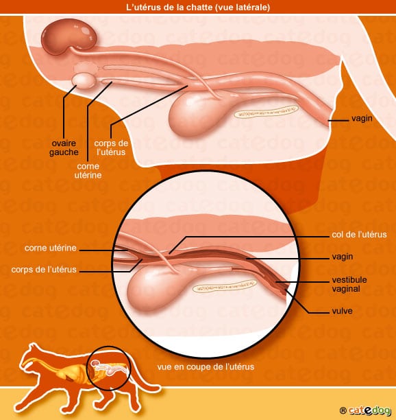 hernie-inguinale-chatte-chat-uterus