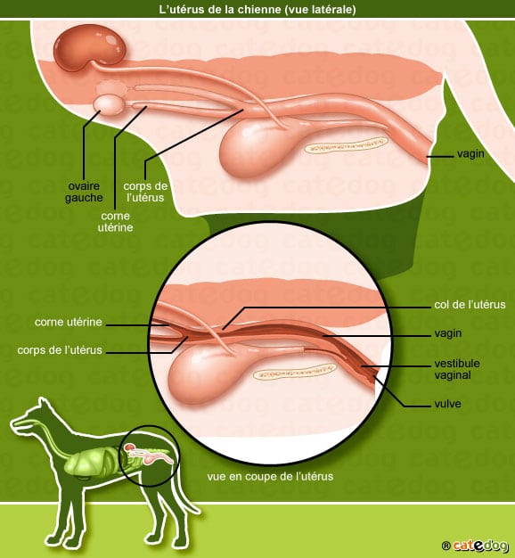 hernie-inguinale-chienne-chien-uterus