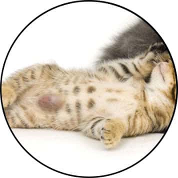 Hernie ombilicale chez le chat