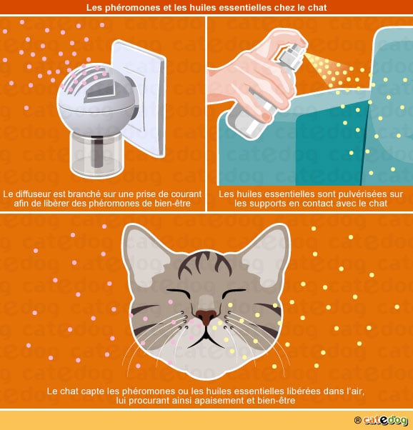 Huiles essentielles Petscool et phéromone Feliway pour le chat anxieux