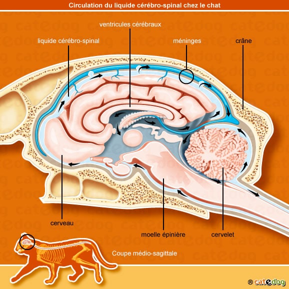 hydrocephalie-acquise-congenitrale_chat