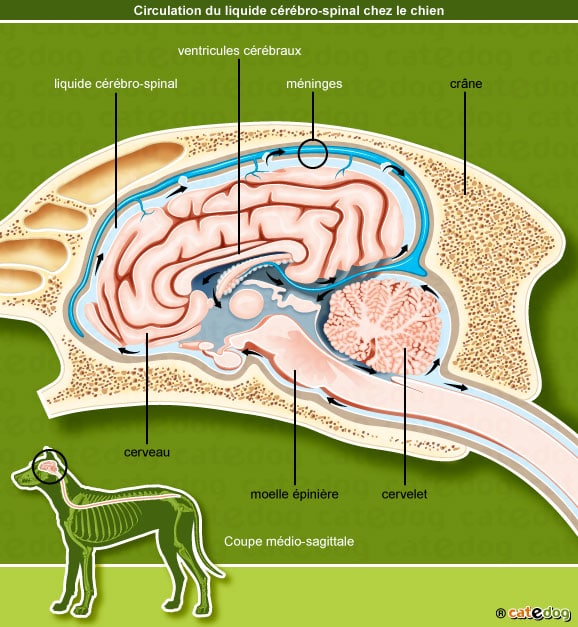 hydrocephalie-acquise-congenitrale_meninge_chien_©catedog