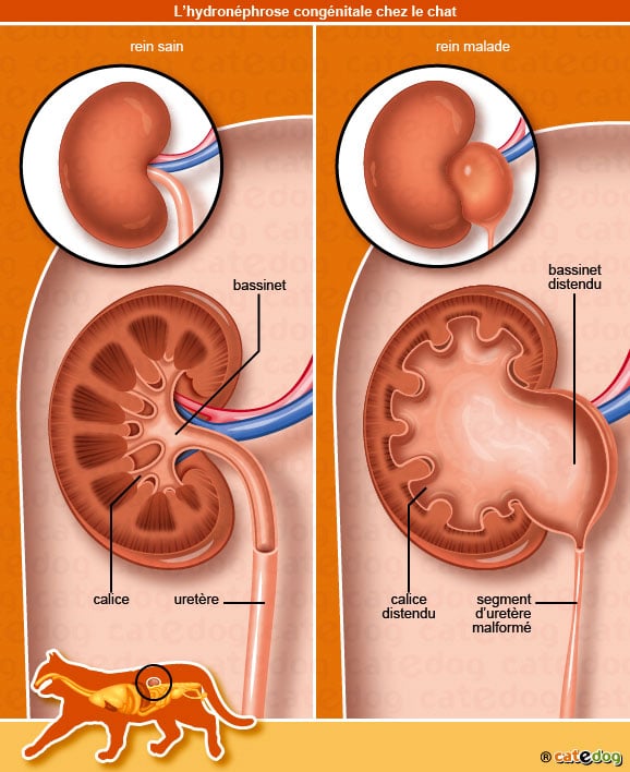 hydronephrose_congenitale_rein_chat