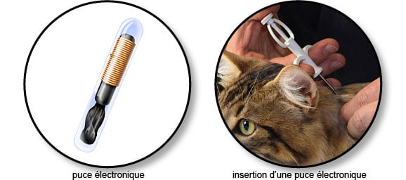 identification_puce_electronique_chat