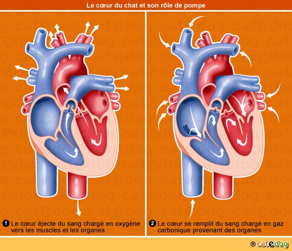 insuffisance-cardiaque-coeur-chat