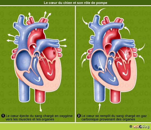insuffisance-cardiaque-coeur-chien