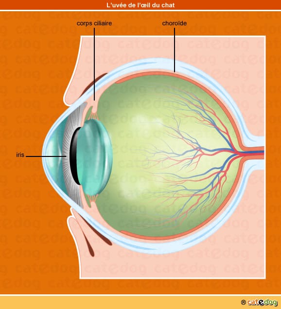 Iris, corps ciliaire, choroïde et uvée de l'œil du chat