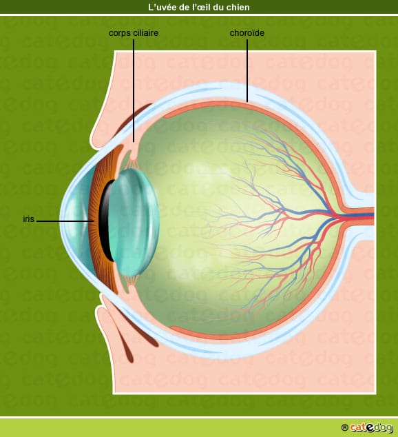 Iris, corps ciliaire, choroïde et uvée de l'œil du chien