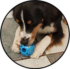 Jouet balle à friandises pour chien distributrice de croquettes