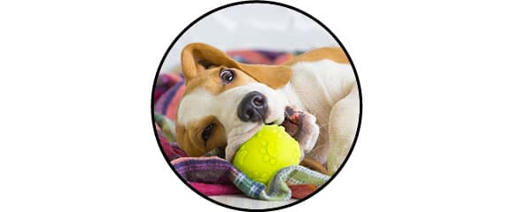 Jouet balle à mastiquer pour le chien