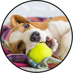 jouet balle pour chien qui fait des bêtises