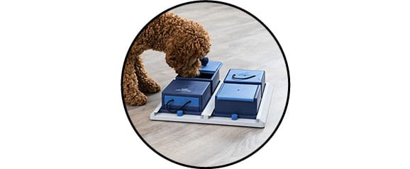 Jouet d'intelligence et de stratégie pour chien Dog Activity