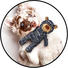 Jouet peluche ours pour chiot qui fait des bêtises