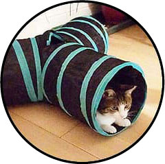 Jouet tunnel en tissu pour le chat d'appartement