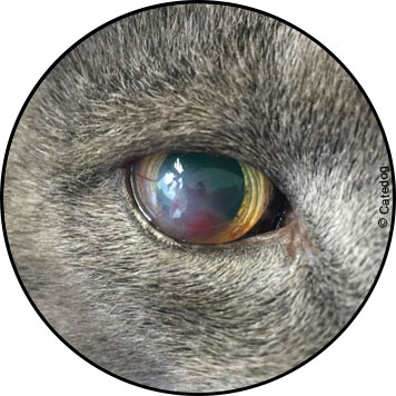 Kératite de l'oeil chez le chat