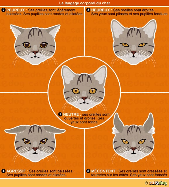 langage-corporel-communication-chat-mord-mordille