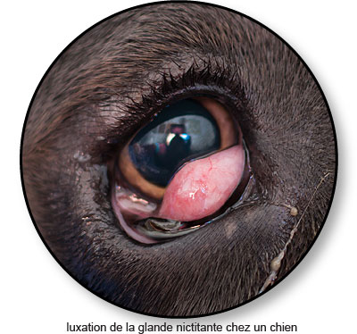 Luxation de la glande nictitante chez un chien
