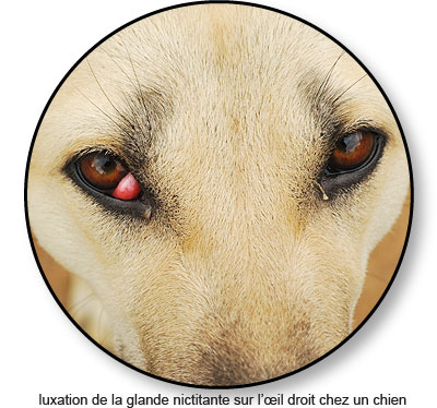 Luxation de la glande nictitante sur l'œil droit d'un chien
