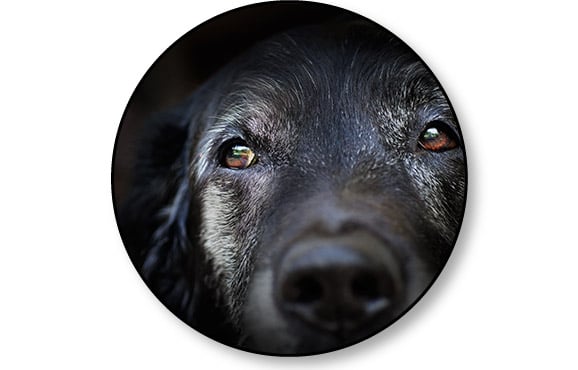 Maladie de Cushing et syndrome de Cushing chez le chien