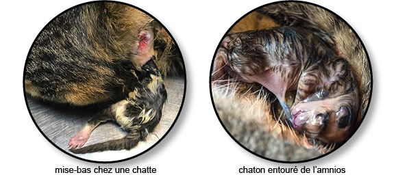 Mise-bas ou accouchement chez le chat