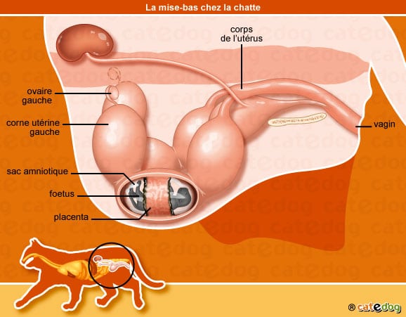 mise-bas-accouchement-chatte-chat-femelle