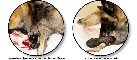 Mise-bas ou accouchement d'une chienne