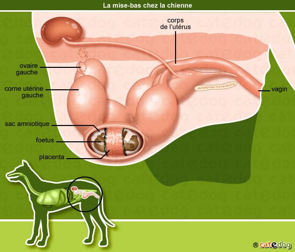 mise-bas-accouchement-chienne-chien-femelle