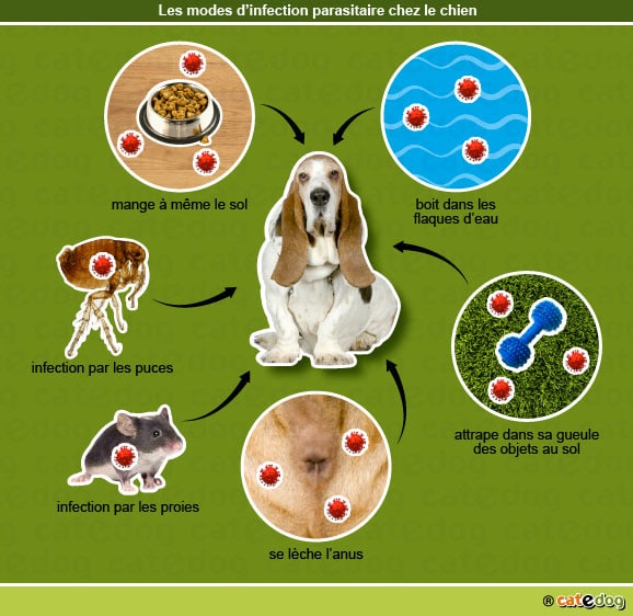 modes_infection_parasitaire_chien