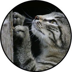 Mon chat griffes partout : les murs, le canapé, fait ses griffes sur moi