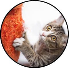 Mon chat griffes partout : les murs, le canapé, fait ses griffes sur moi