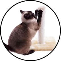 Mon chat griffes partout : les murs, le canapé, fait ses griffes sur moi