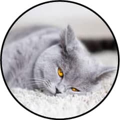 Mon chat griffes partout : les murs, le canapé, fait ses griffes sur moi