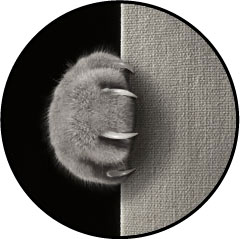 Mon chat griffes partout : les murs, le canapé, fait ses griffes sur moi