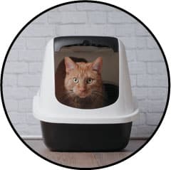 mon chat urine beaucoup